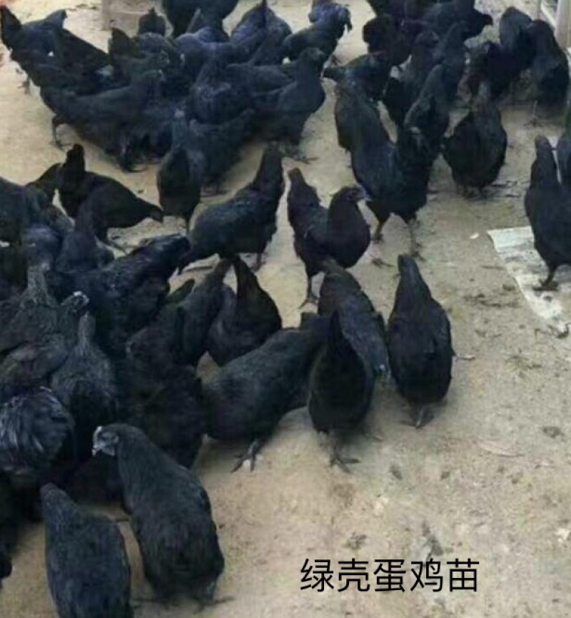 绿壳蛋鸡苗