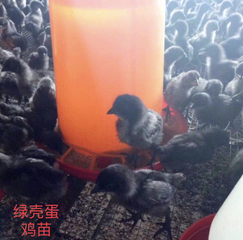 绿壳蛋鸡苗
