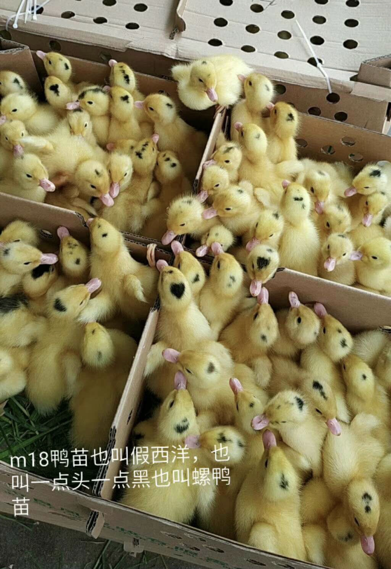 番鸭苗