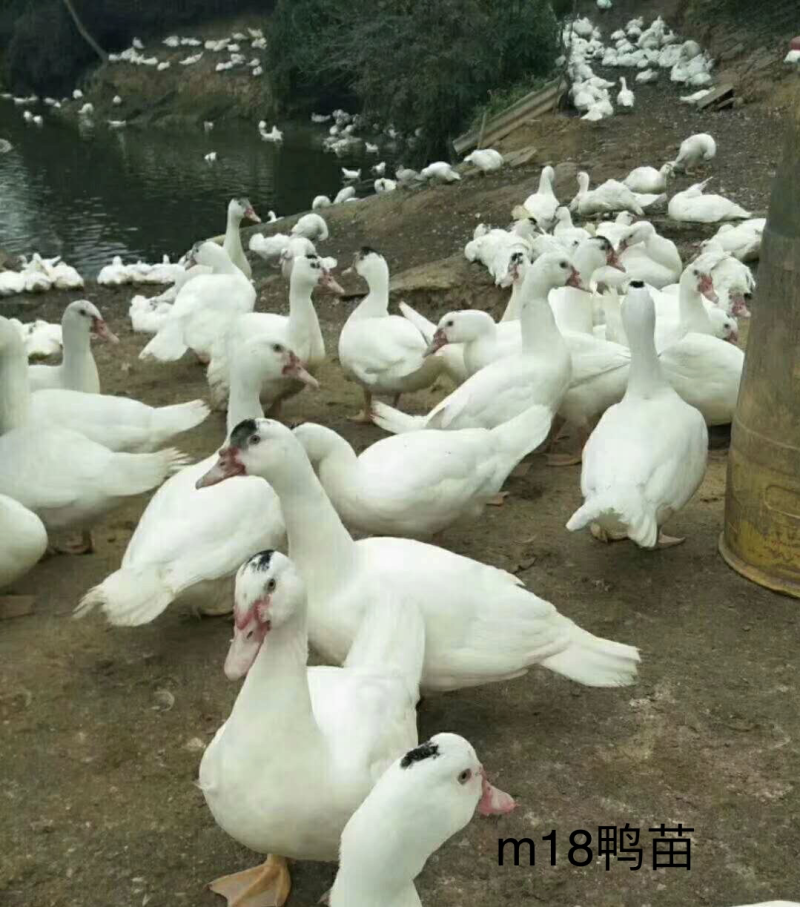 番鸭苗