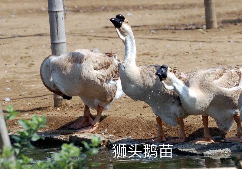 狮头鹅苗