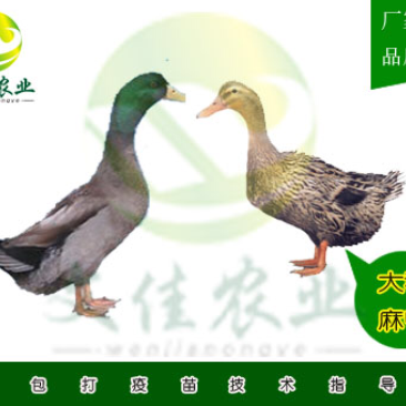 大种麻鸭苗，杂交鸭苗