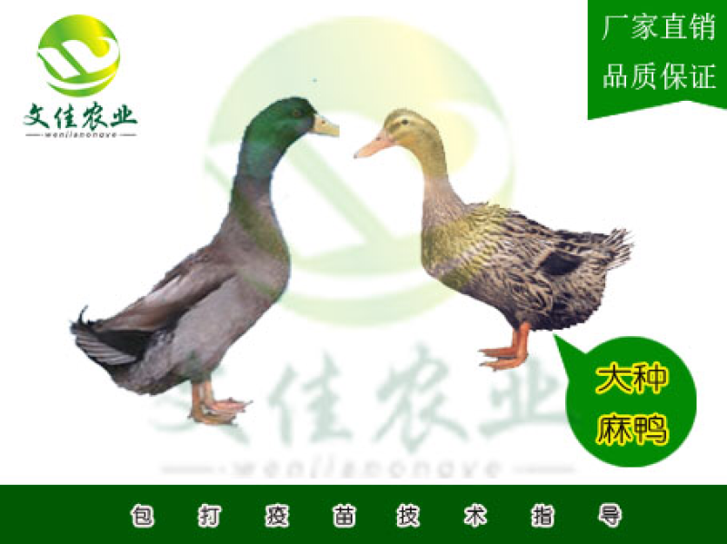 大种麻鸭苗，杂交鸭苗