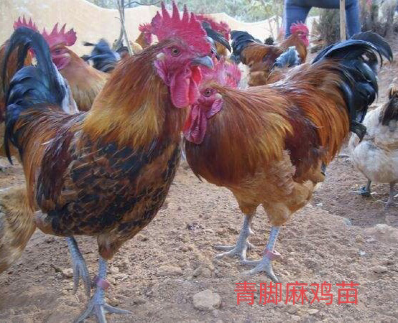青脚麻鸡苗