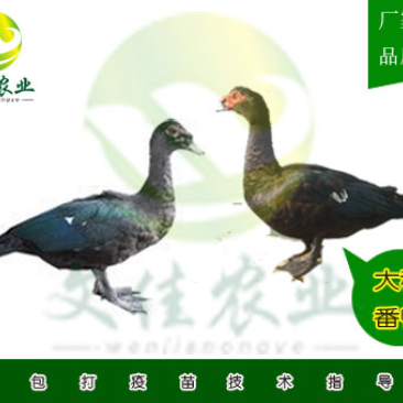 大种番鸭苗