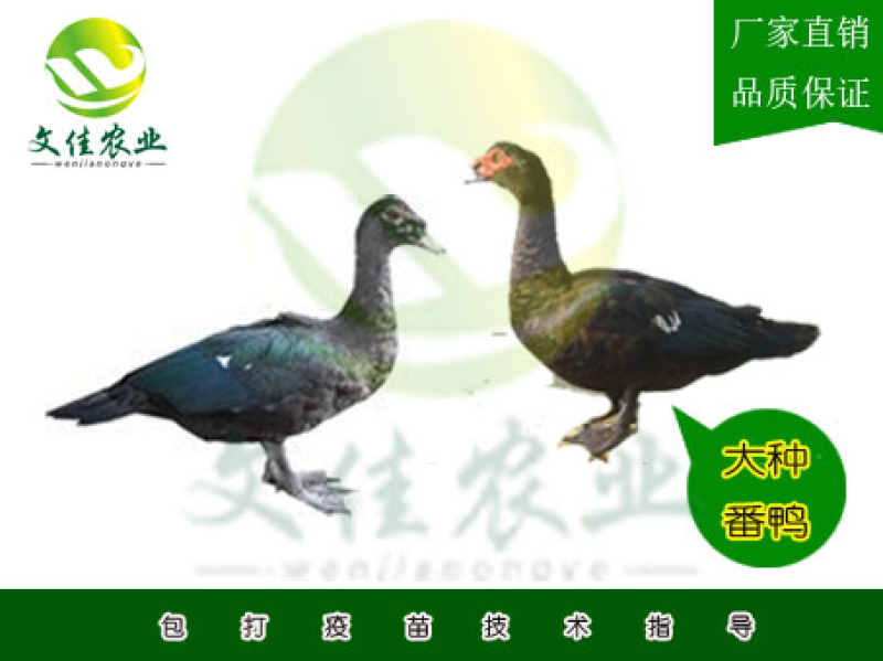 大种番鸭苗