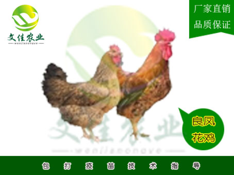 良凤花鸡苗