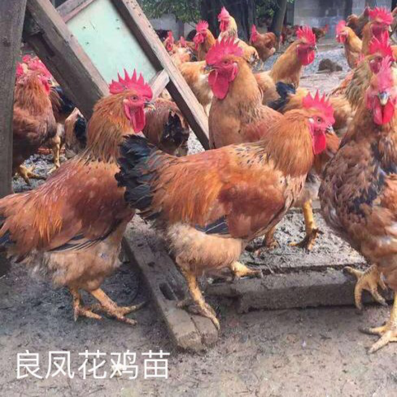 良凤花鸡苗