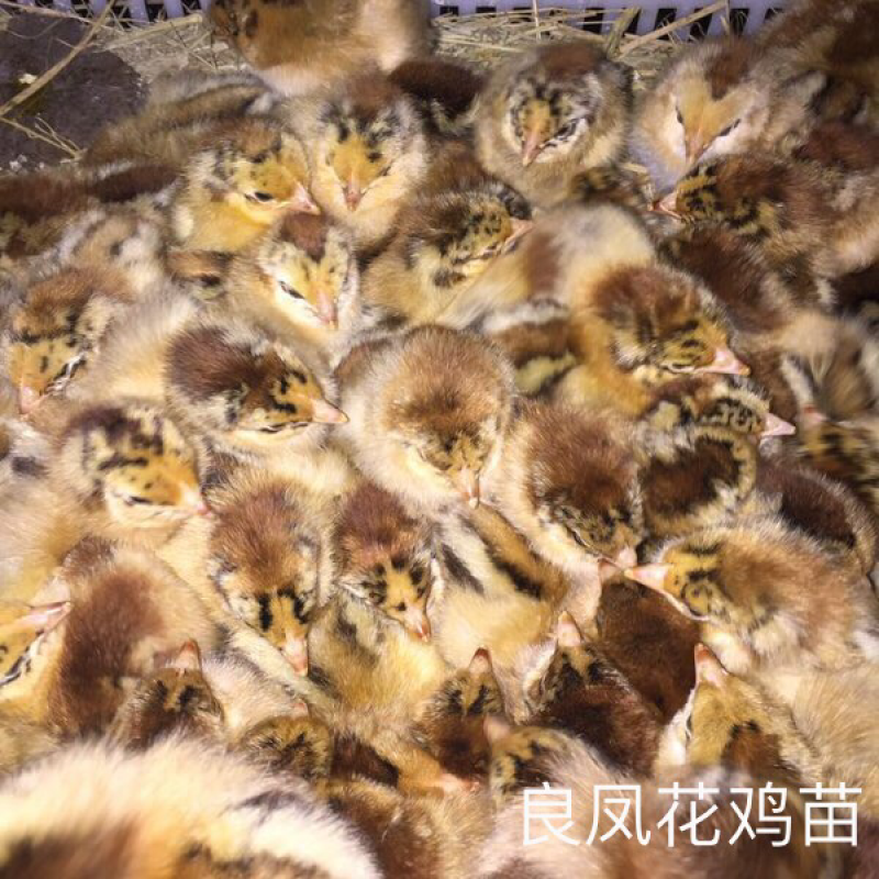 良凤花鸡苗