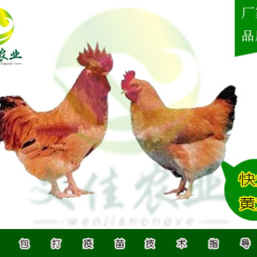 快大王鸡苗