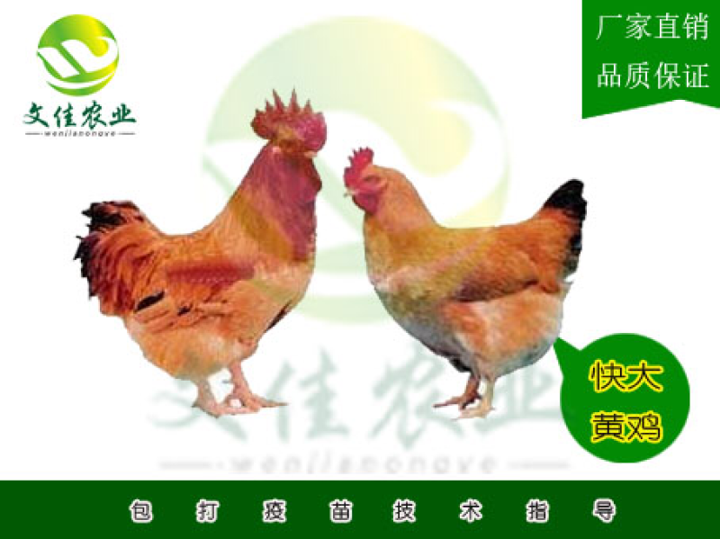 快大王鸡苗
