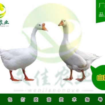 白鹅苗
