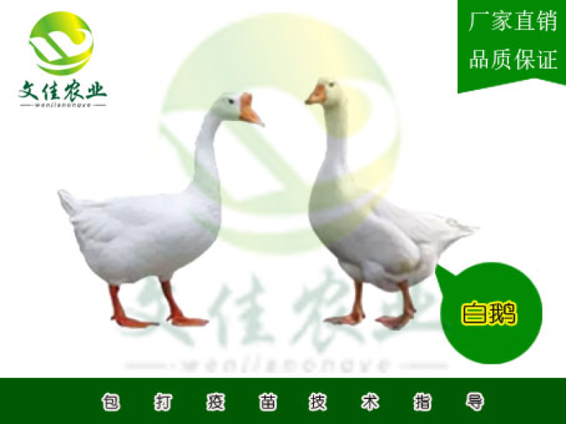 白鹅苗