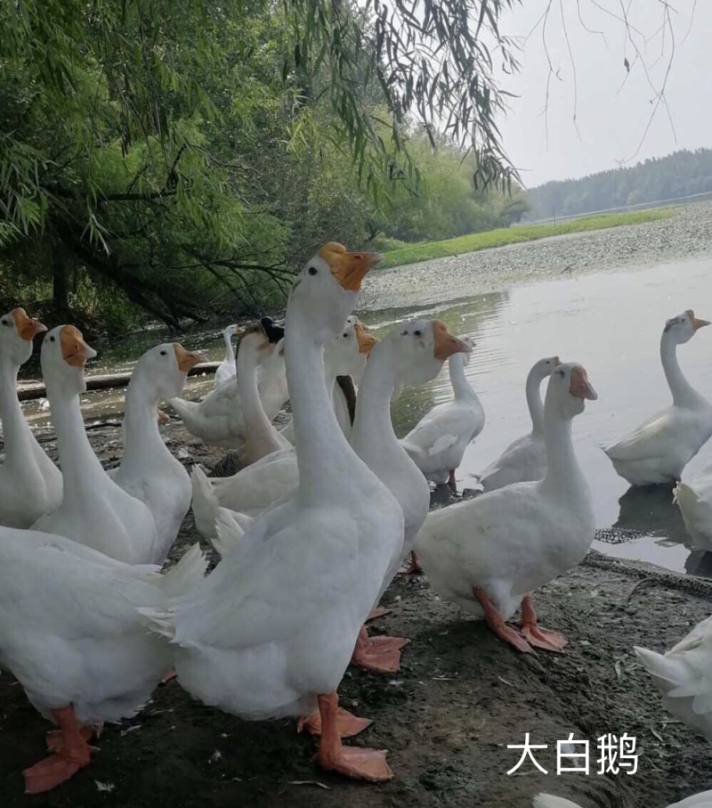 白鹅苗
