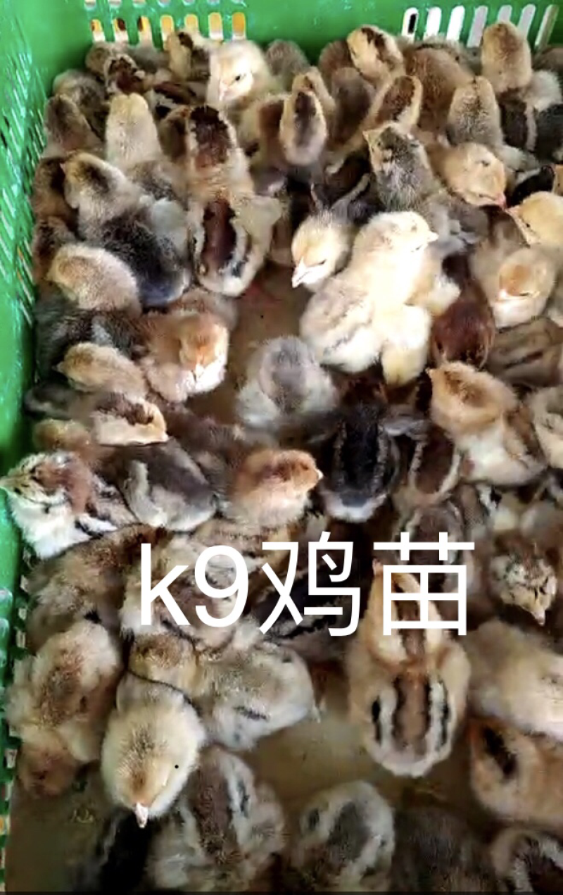 k9鸡苗