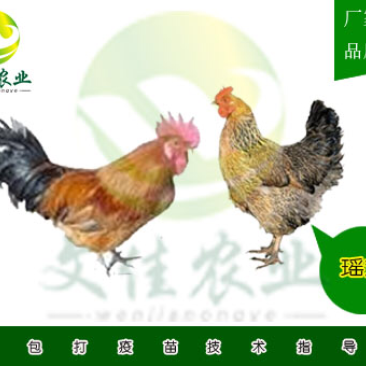 瑶鸡苗