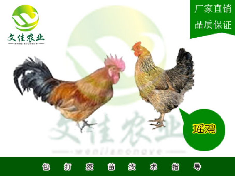 瑶鸡苗