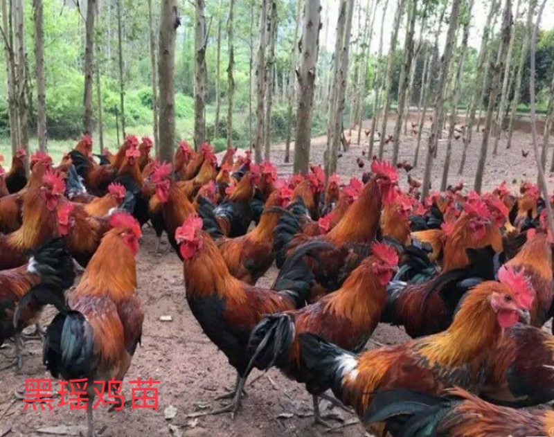 瑶鸡苗