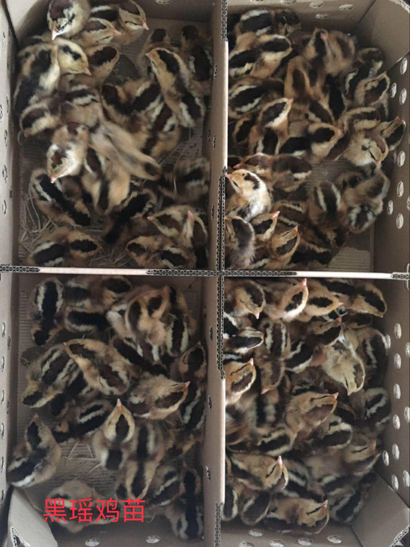 瑶鸡苗