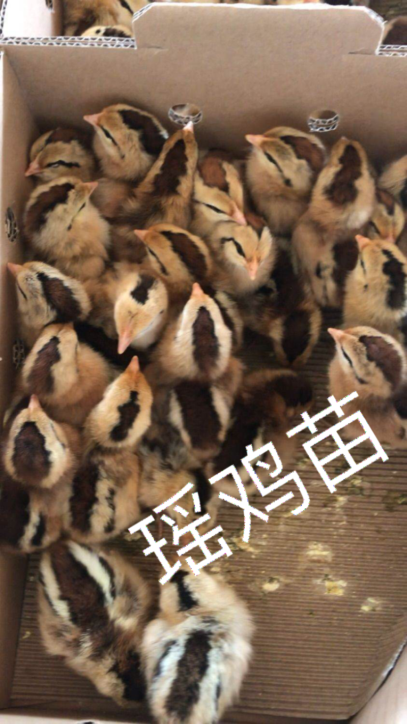 瑶鸡苗