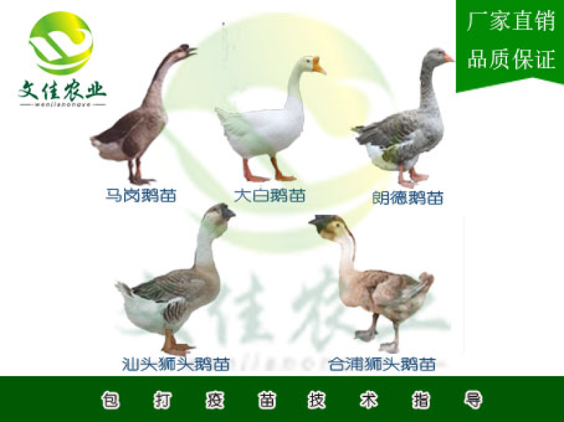狮头鹅苗马岗鹅苗朗德鹅苗大白鹅苗等