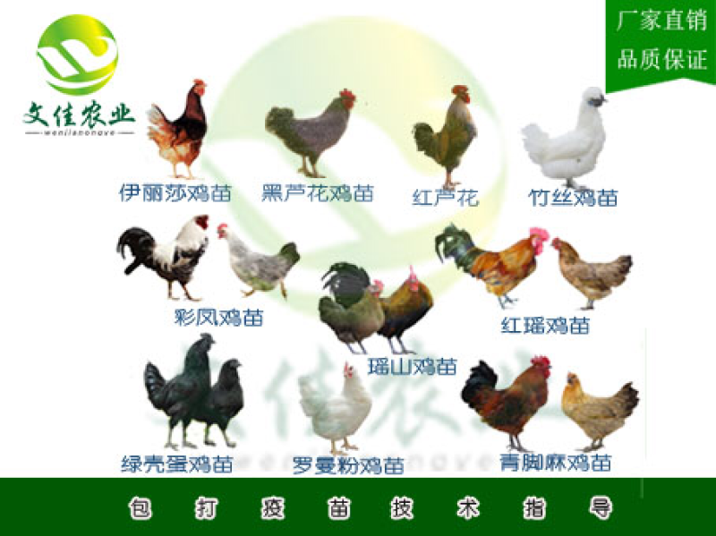 鸡苗灵山土鸡苗三黄鸡苗等品质齐全鸡苗