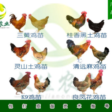 鸡苗灵山土鸡苗三黄鸡苗等品质齐全鸡苗