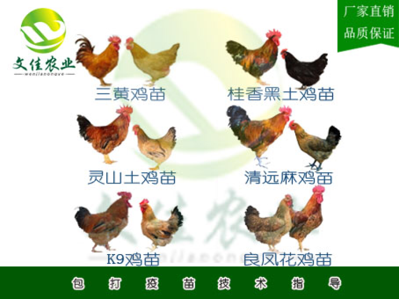 鸡苗灵山土鸡苗三黄鸡苗等品质齐全鸡苗