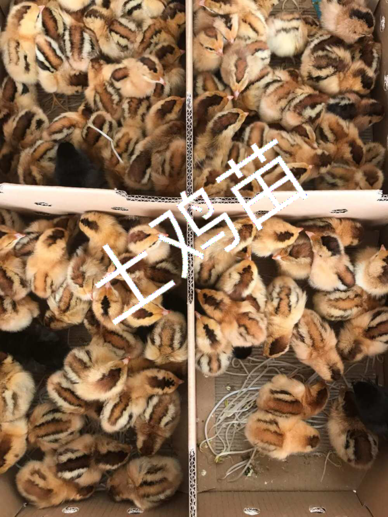 鸡苗灵山土鸡苗三黄鸡苗等品质齐全鸡苗