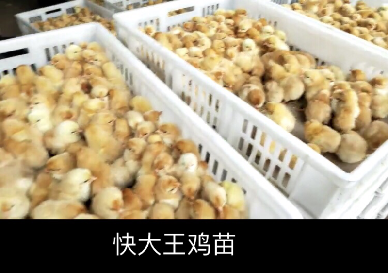 快大王鸡苗