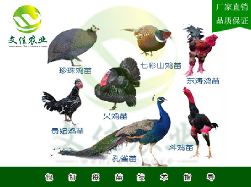 鸡苗灵山土鸡苗三黄鸡苗等品质齐全鸡苗