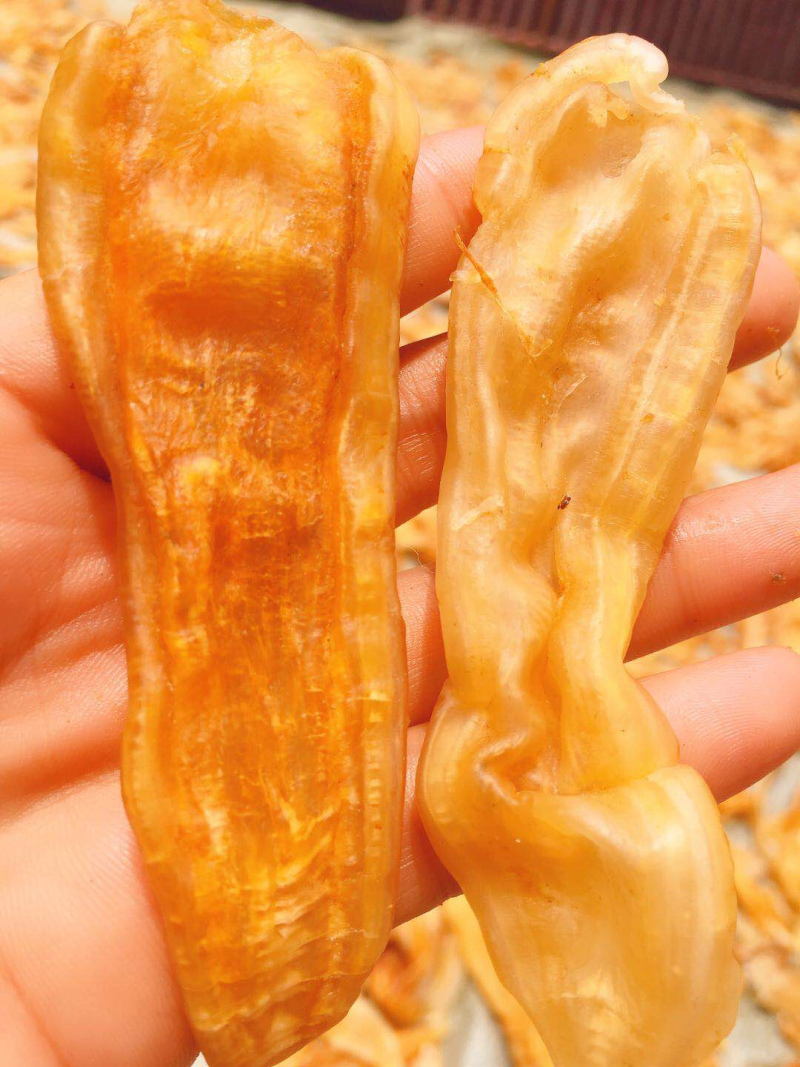 鱼胶（鳘鱼胶）
