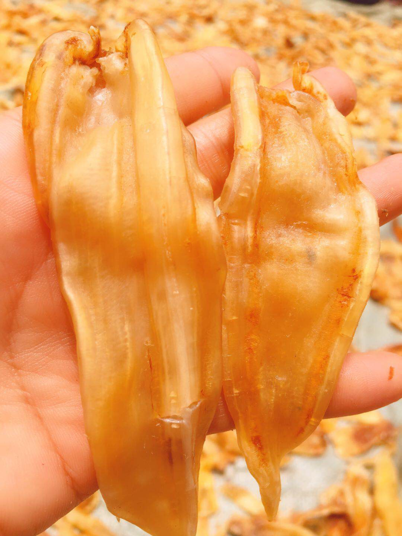鱼胶（鳘鱼胶）