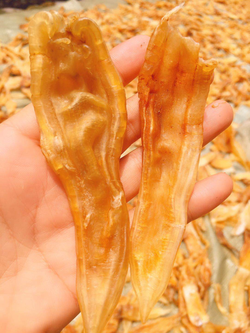 鱼胶（鳘鱼胶）