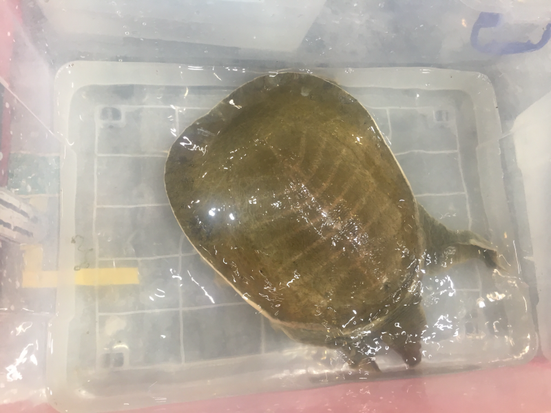 黄沙鳖