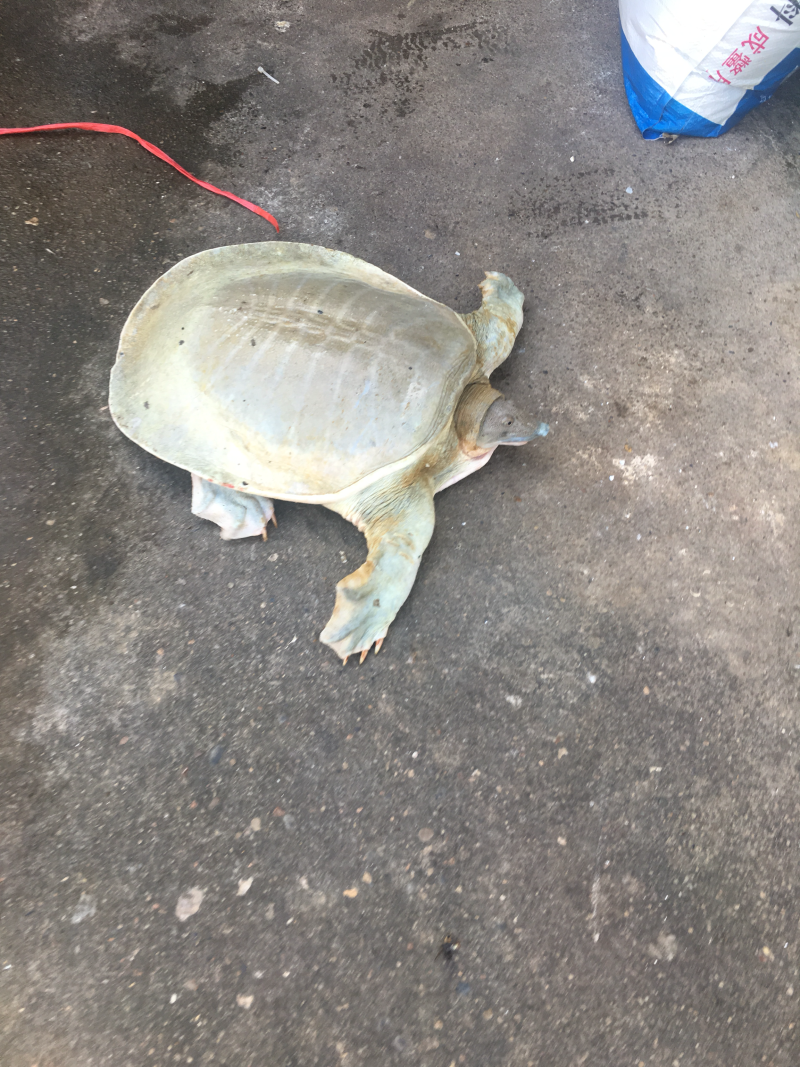 黄沙鳖