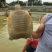 黄沙鳖