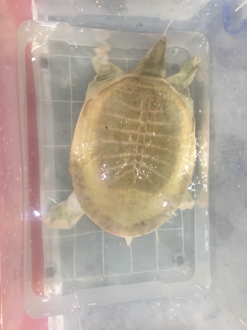黄沙鳖