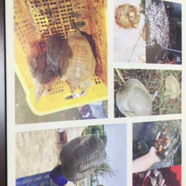 优质黄沙鳖