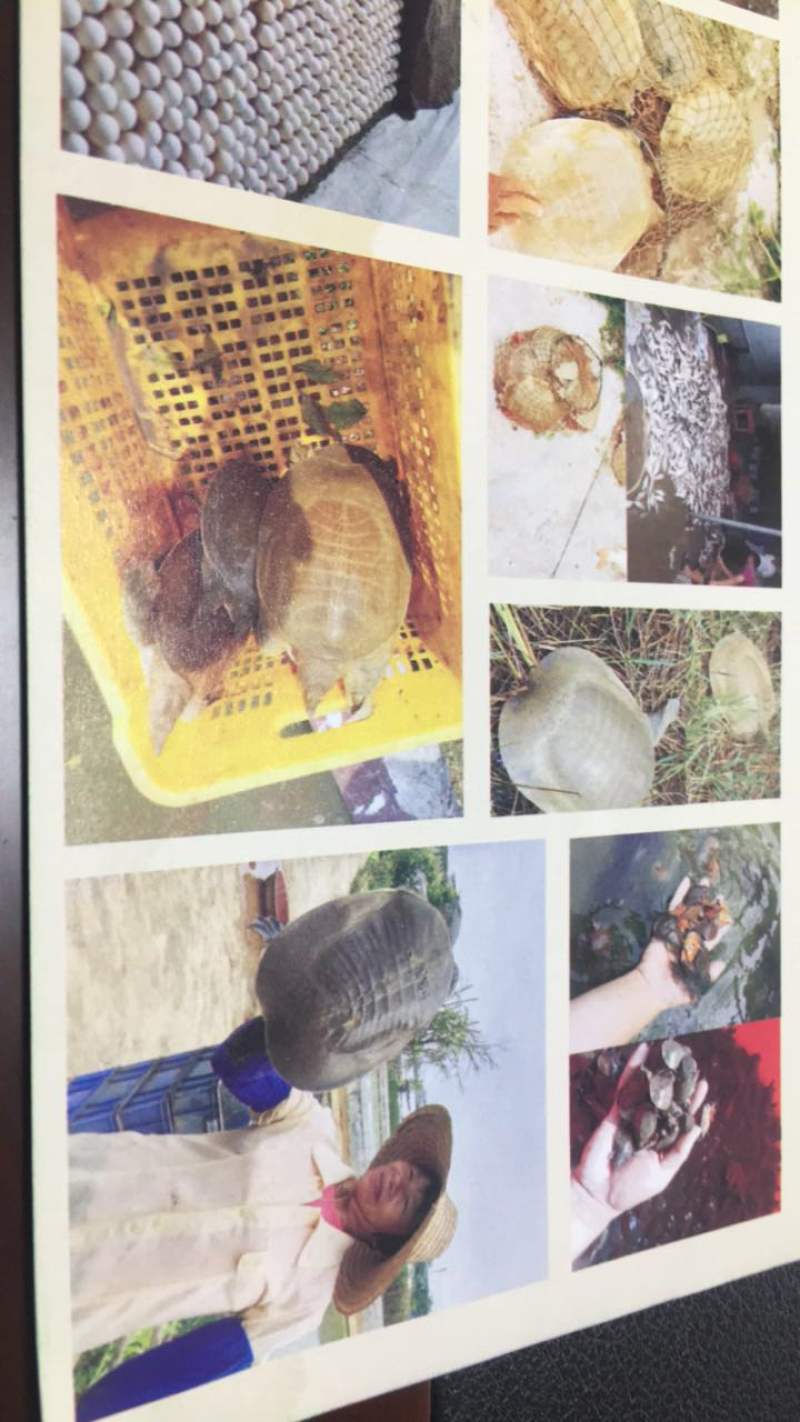 优质黄沙鳖