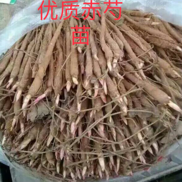 赤芍苗，优良品种，基地直供，