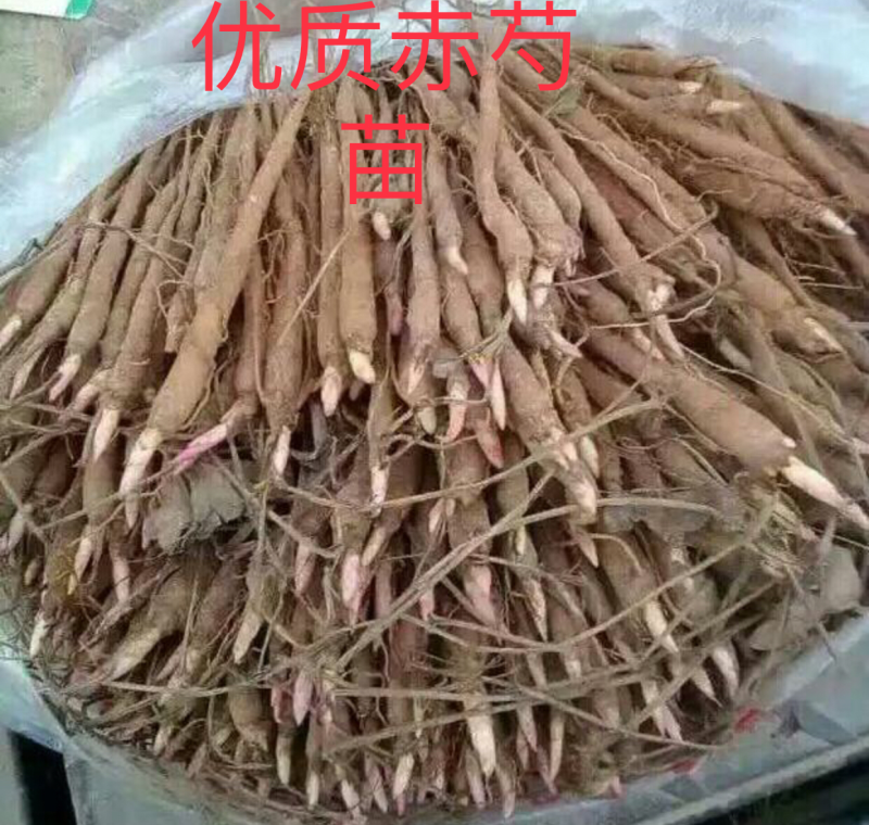赤芍苗，优良品种，基地直供，