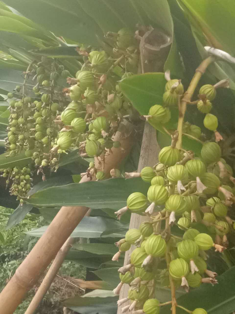 砂仁大苗