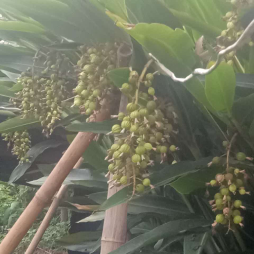 砂仁大苗