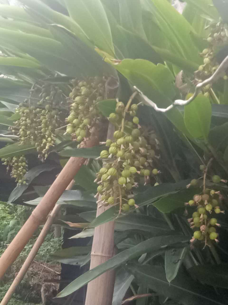 砂仁大苗