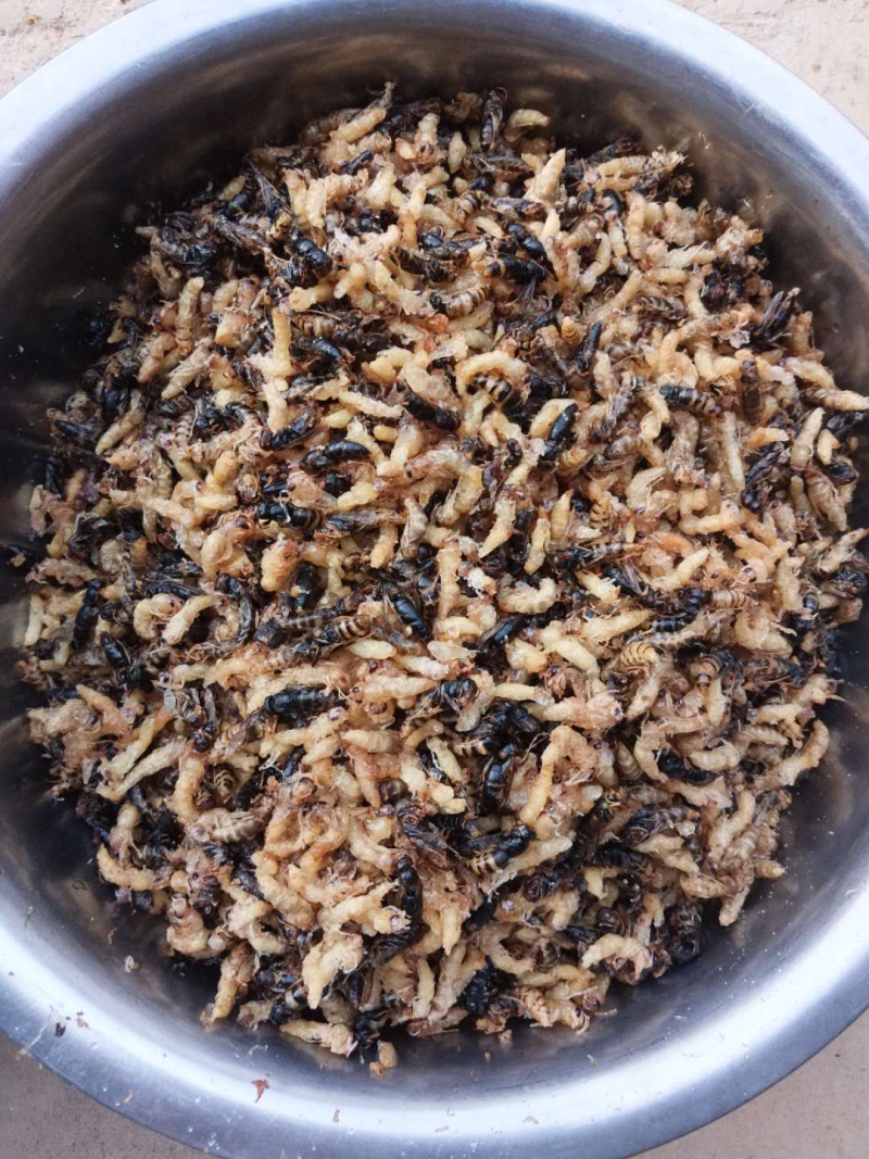 蜂蛹