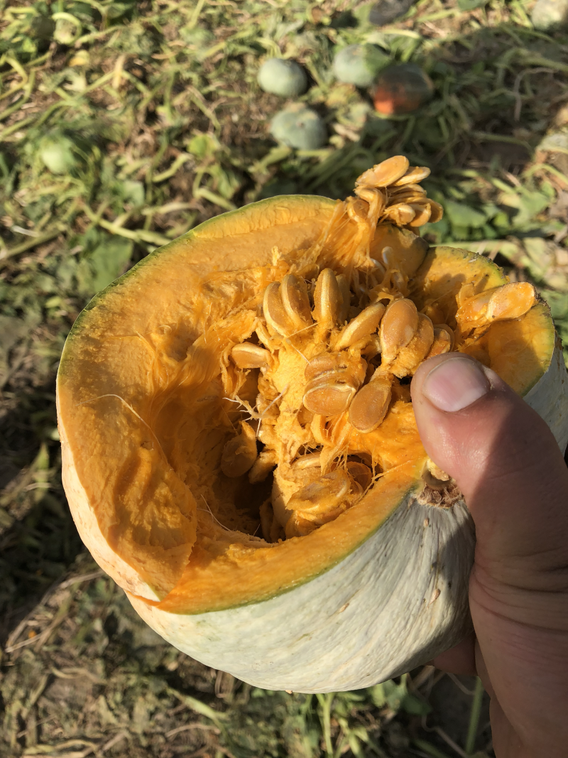 银栗南瓜，基地直供，一件代发，专业代办，