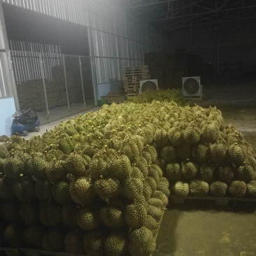 泰国金枕，精选榴莲，品质可靠