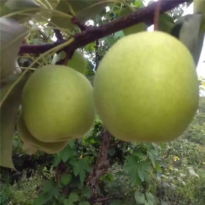 金花梨