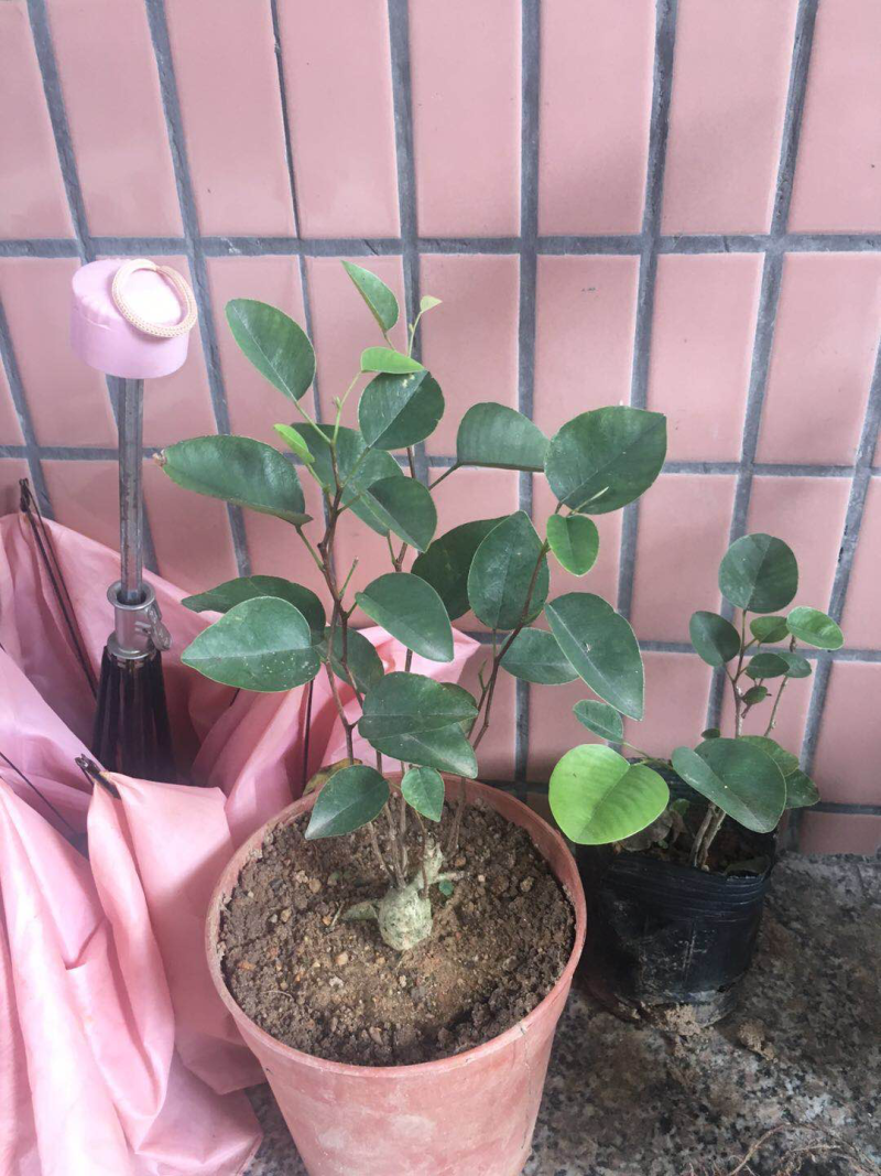紫檀
